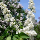 Obični rochester lila: sadnja i njega